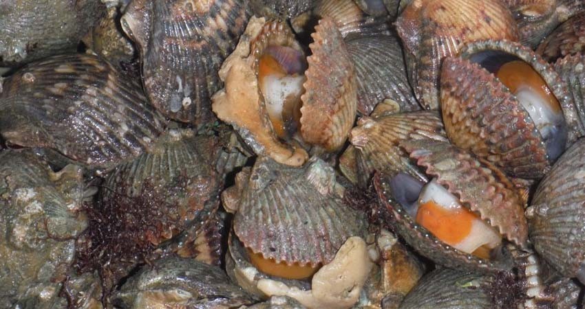 Inicia periodo de captura de almeja catarina en complejo lagunar bahía magdalena