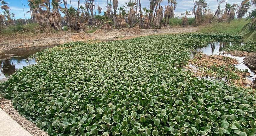 Pedirá Leggs Castro al Fideicomiso de Derecho a Saneamiento Ambiental destine recursos al Estero Josefino