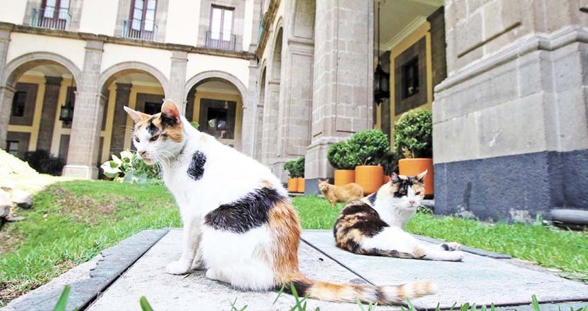 PETA reconoce a AMLO por proteger a gatos en Palacio Nacional