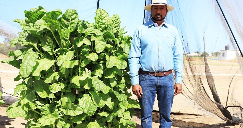 Desarrollan en la UABCS sistema hidropónico para mejorar la productividad y la calidad de los cultivos