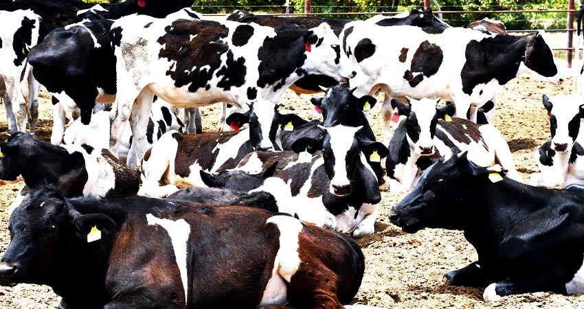 Iniciará SEPADA barrido contra la tuberculosis bovina en Los Cabos