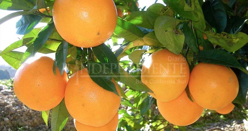 Produce BCS más de 59 mil toneladas de naranja al año