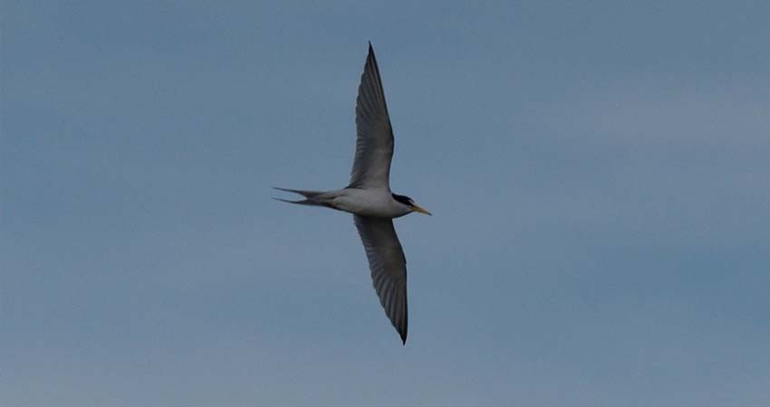 Poca vigilancia y control en playas, amenaza anidación del Gallito Marino en Los Cabos