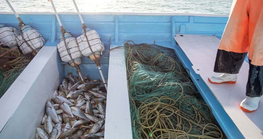 Informa UNODC sobre infiltración del crimen organizado en pesquerías y tráfico de Totoaba