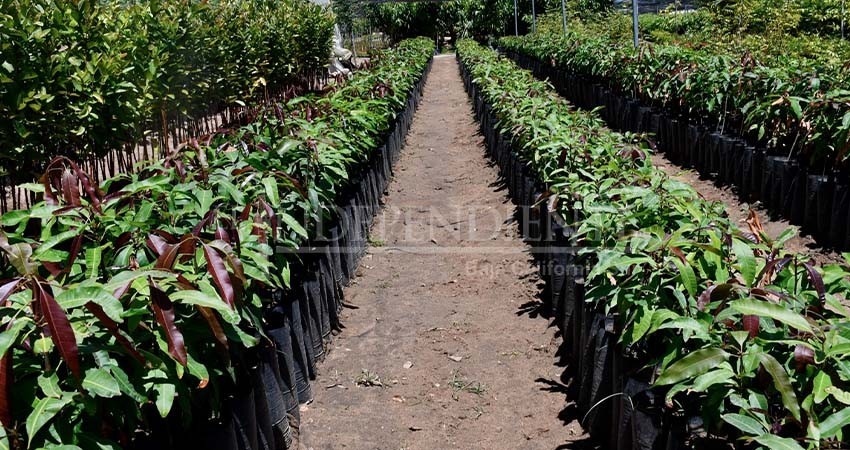 En lo que va del 2024, CEPROVEG ha producido 46 mil plantas de ornato