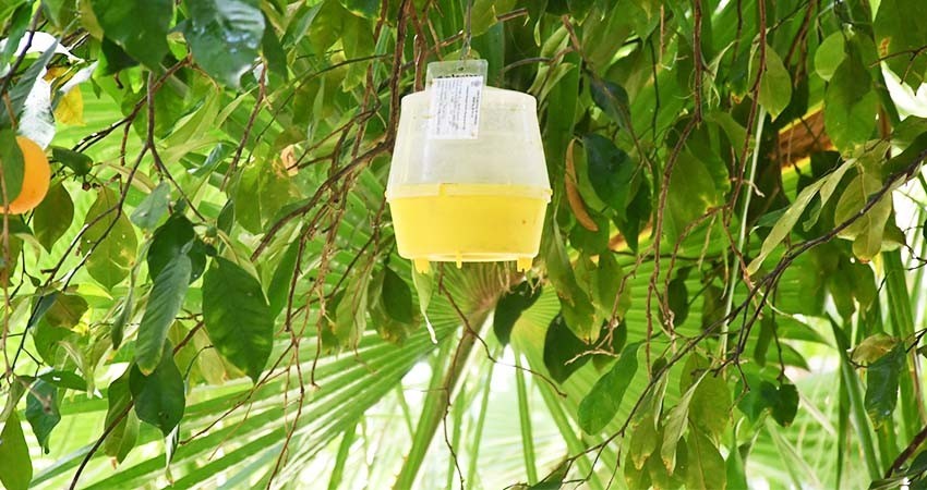 Autoridades efectúan labores de concientización sobre plaga de mosca de la fruta