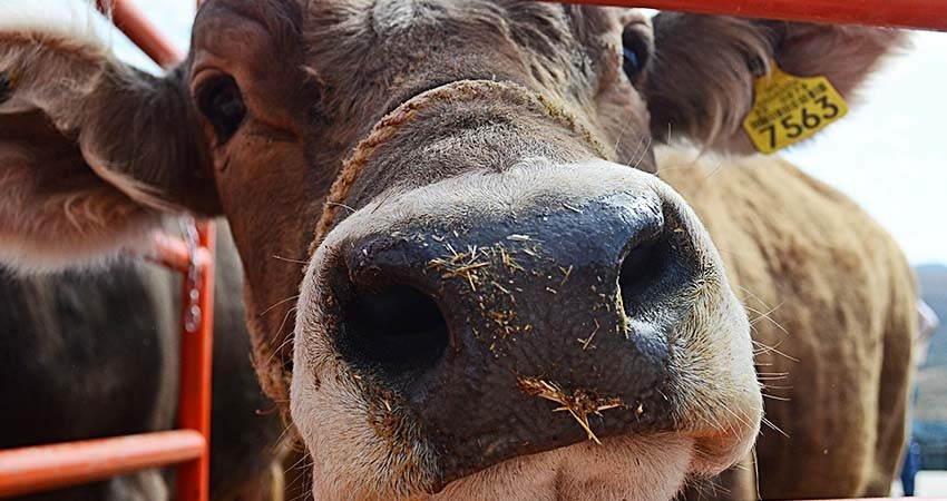 Trabaja SEPADA en la campaña contra la Garrapata Boophilus