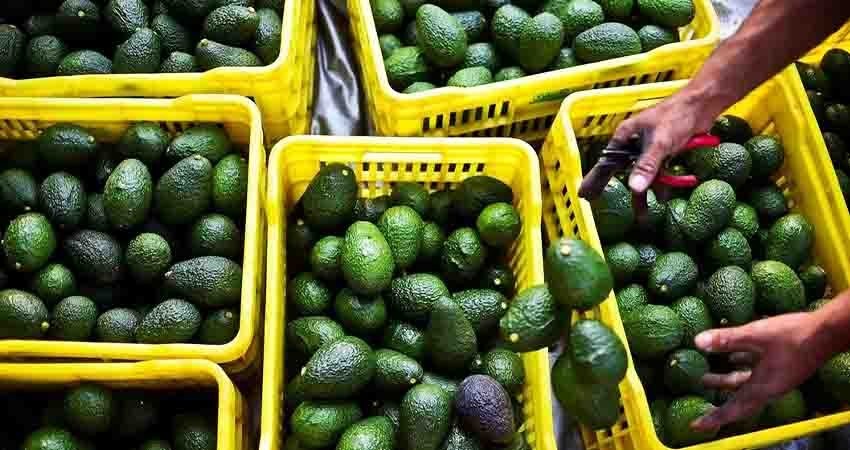 EU pretende reanudar inspección de aguacates de Michoacán "lo más rápido posible"