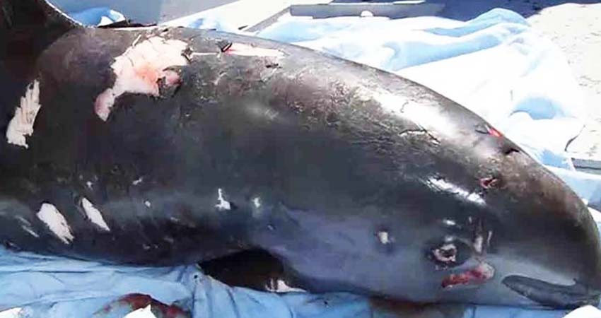 Órgano del T-MEC abre investigación contra México por declive de vaquita marina