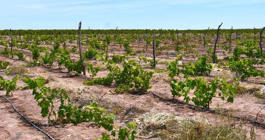 Destaca BCS en producción de cultivos de calidad