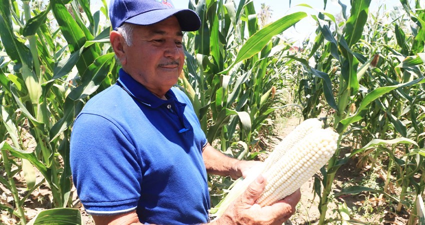 UABCS implementa innovador proyecto de agricultura orgánica en su campo agrícola