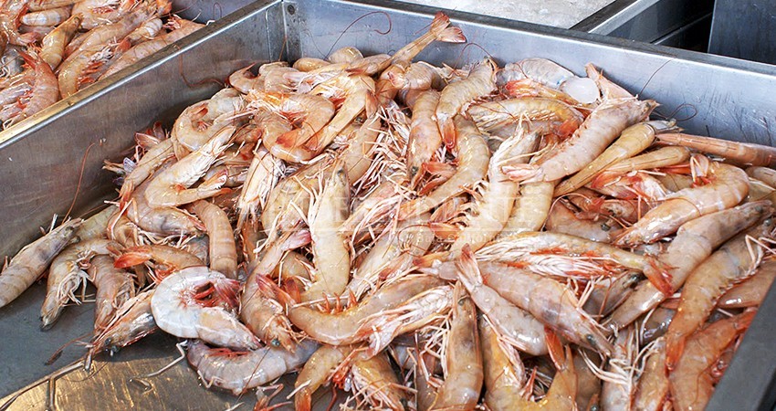 Emiten recomendaciones para la conservación y consumo de pescados y mariscos