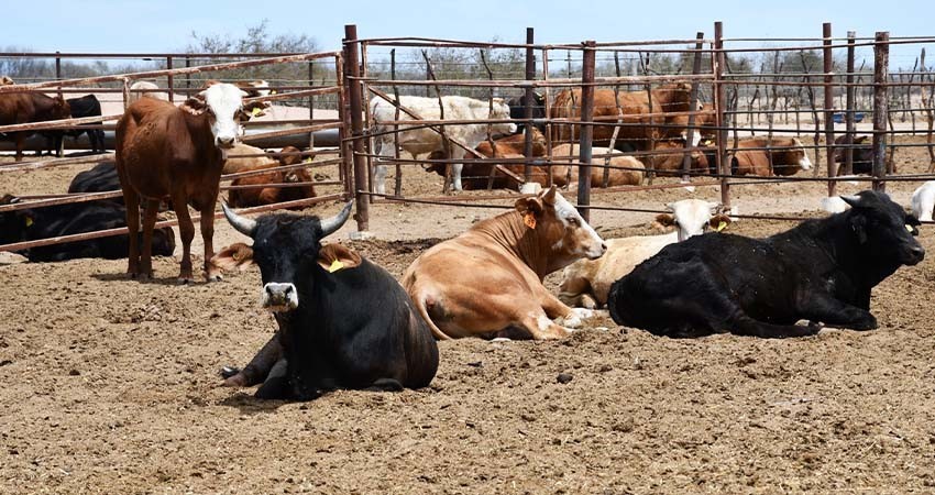 Gobierno de BCS implementa programa de apoyo a ganaderos durante el periodo de sequía