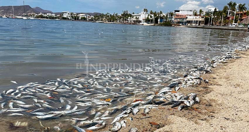 Tras presencia de peces muertos en La Paz, PROFEPA recomienda abstenerse de nadar en la zona afectada