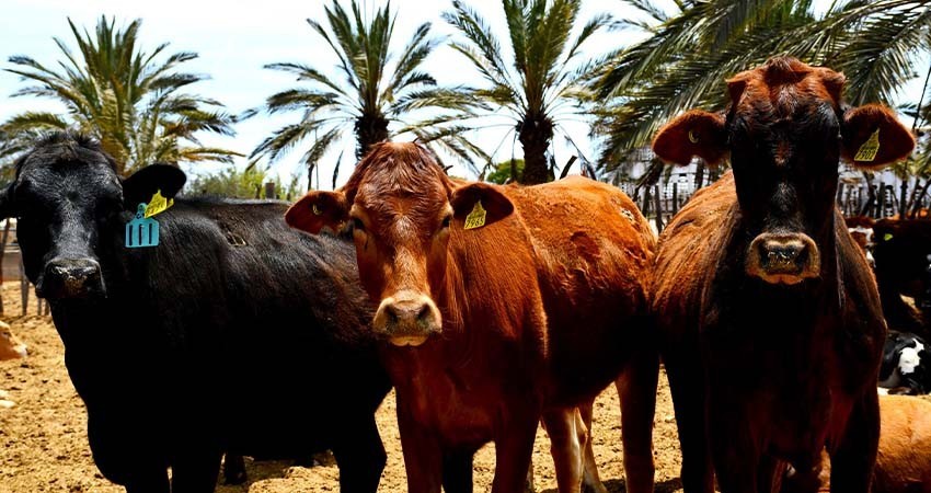 4 mil 641 productores y productoras inscritos en el padrón del Seguro de Vida Ganadero de BCS