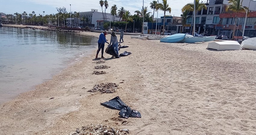 Limpian las playas del malecón de La Paz tras aparición de peces muertos