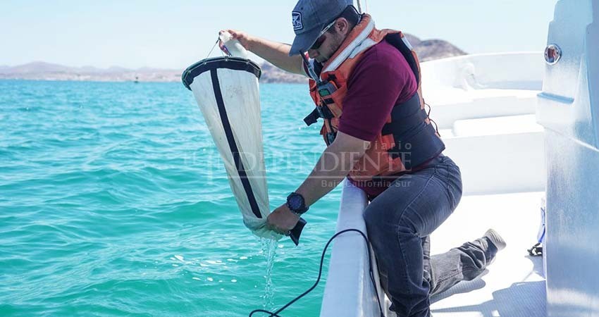 Nuevos muestreos en zonas externas a la bahía de la paz descartan marea roja tóxica