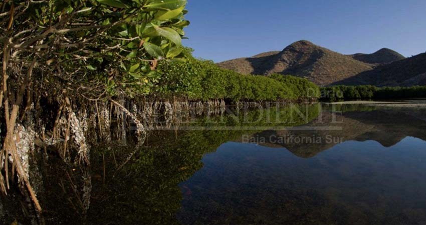 Catedrático de UABCS participa en evaluación del estado que guardan los manglares a nivel mundial