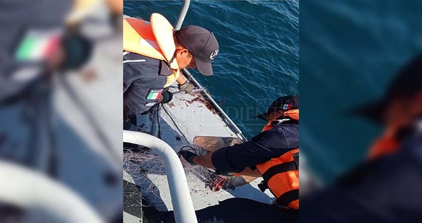 Localiza SEMAR red de pesca con más de 100 mantarayas en Todos Santos
