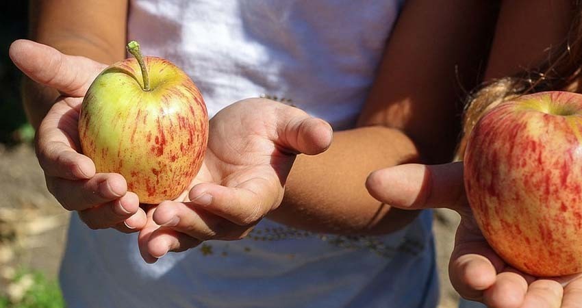 Niños deben consumir al menos 10 gramos de frutas y verduras al día