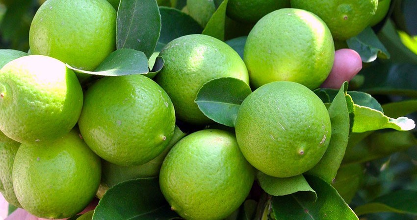 Productores de limón paran en Michoacán por bajos precios y extorsión