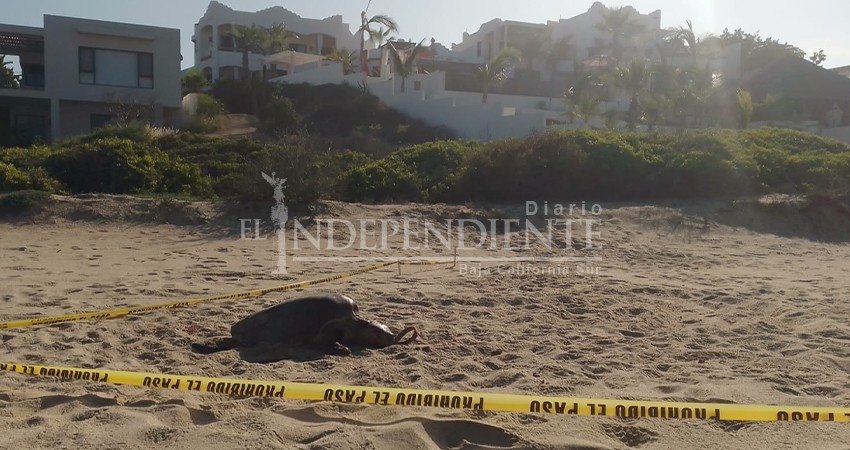 En aumento los casos de tortugas asesinadas por perros