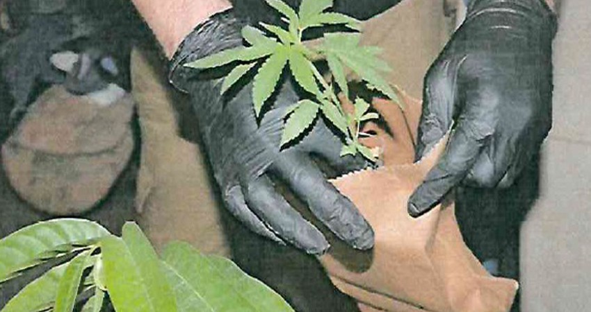 Vinculan a proceso a dos personas, por posesión de marihuana