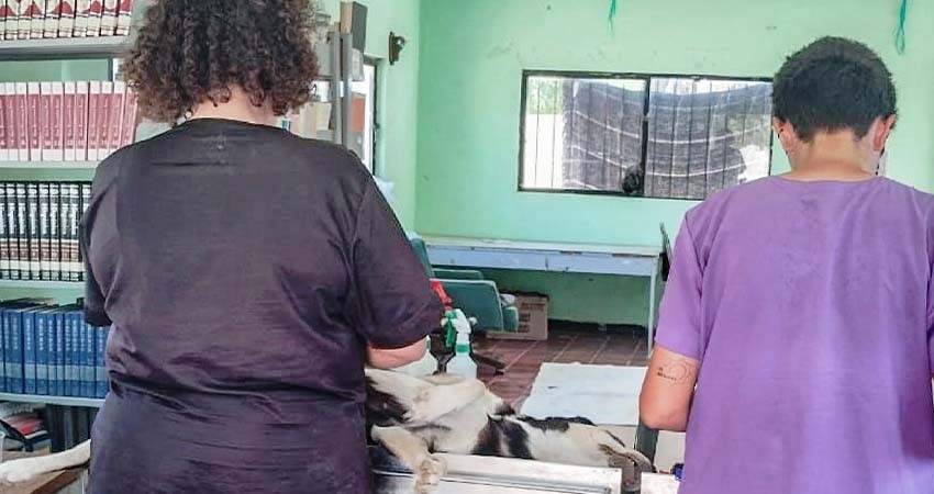 Realiza CEMAC 31 esterilizaciones en jornada en comunidad de Los Planes