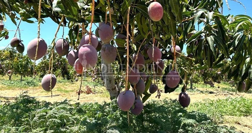Avanza Baja California Sur en un 90% en la erradicación de la mosca de la fruta