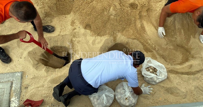 Los Cabos escenario de "arribada" de tortugas golfinas; SEMAR se suma al cuidado de nidos