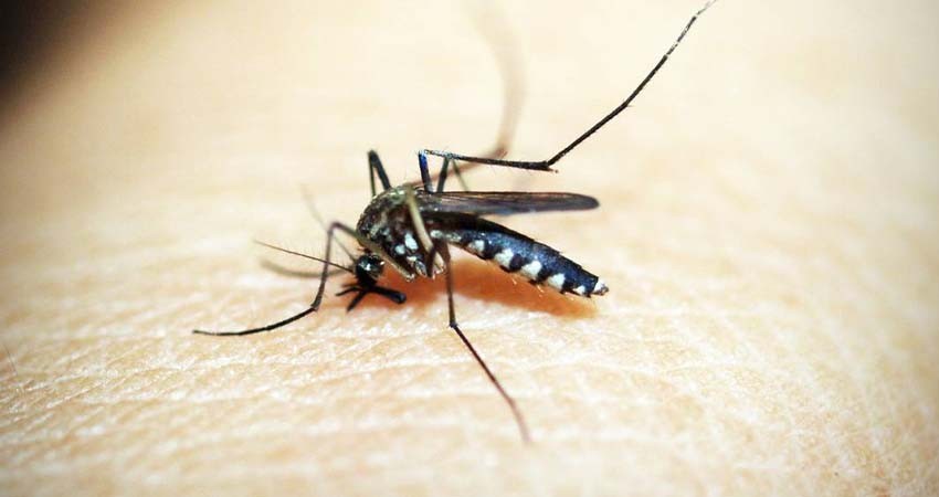 Reporta SSA más de mil casos de dengue en Los Cabos; advierten cuatro tipos de variantes