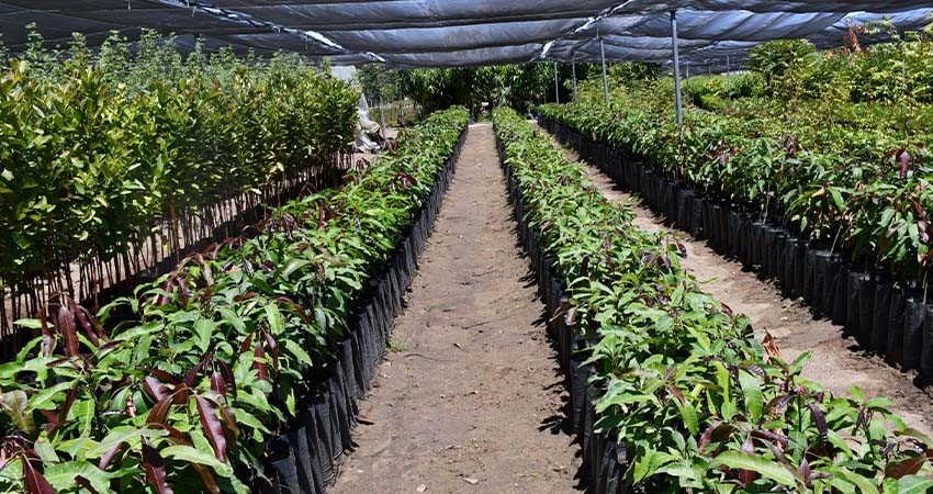 Autoridades trabajan en propuesta para instalar vivero en el valle de Santo Domingo