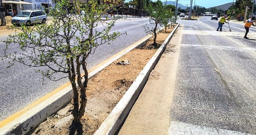 Servicios Públicos La Paz realiza trabajos de reforestación en El Pescadero