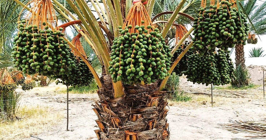 Expondrá el Ejido Alfredo V. Bonfil potencial productivo en su primera Feria del Dátil