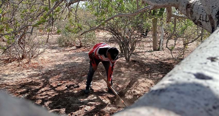 En lo que va del 2024 se han localizado en BCS 46 osamentas humanas en 35 fosas clandestinas