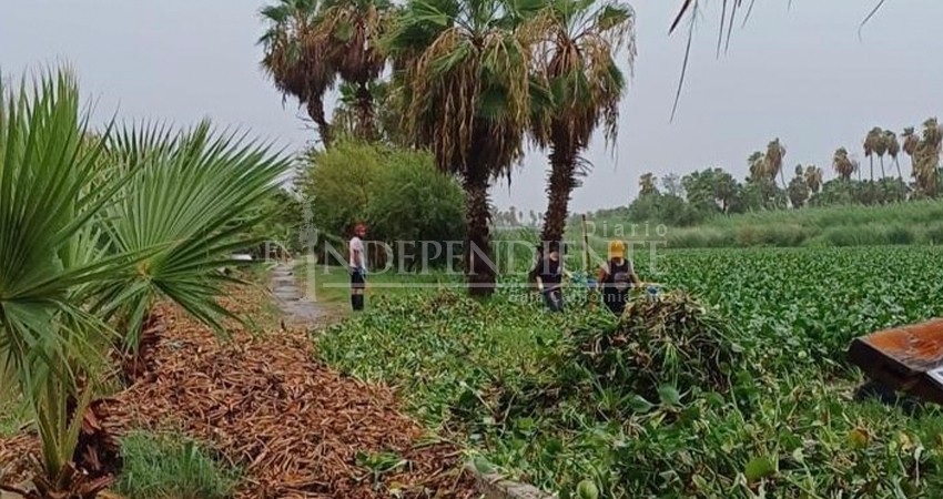 Especialista: "El estero no está destruido, solo enfermo"; trabajan en Plan de Manejo para la reserva