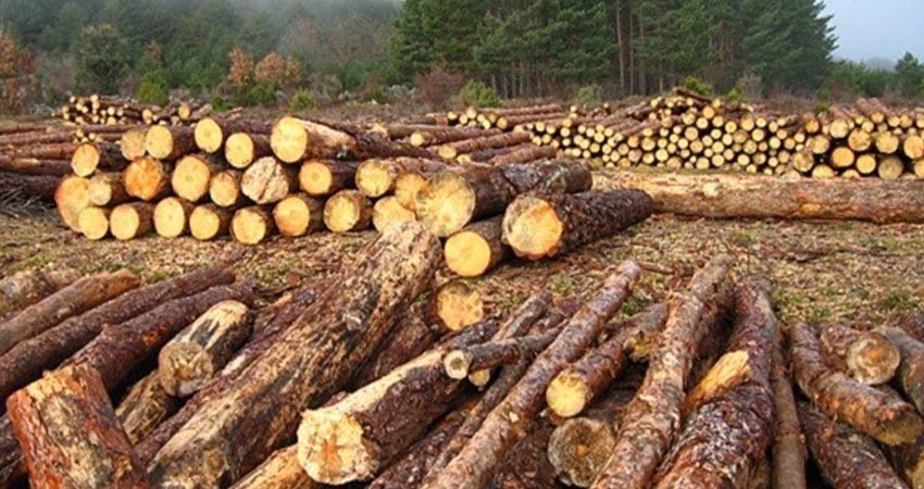 Redoblan esfuerzos contra la tala ilegal