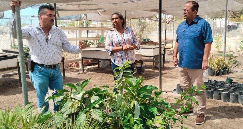 Impulsa el Ayuntamiento de La Paz proyectos sustentables en El Centenario