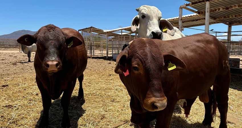 Reconoce SENASICA avance de Baja California Sur en campaña de tuberculosis bovina