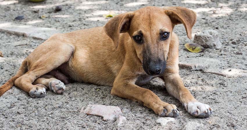 Diputados aprueban reforma para proteger y prevenir el maltrato animal
