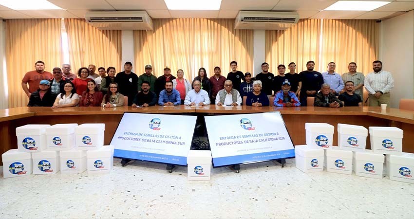 Entrega UABCS un millón de semillas de ostión a productores de Comondú como parte de proyecto acuícola