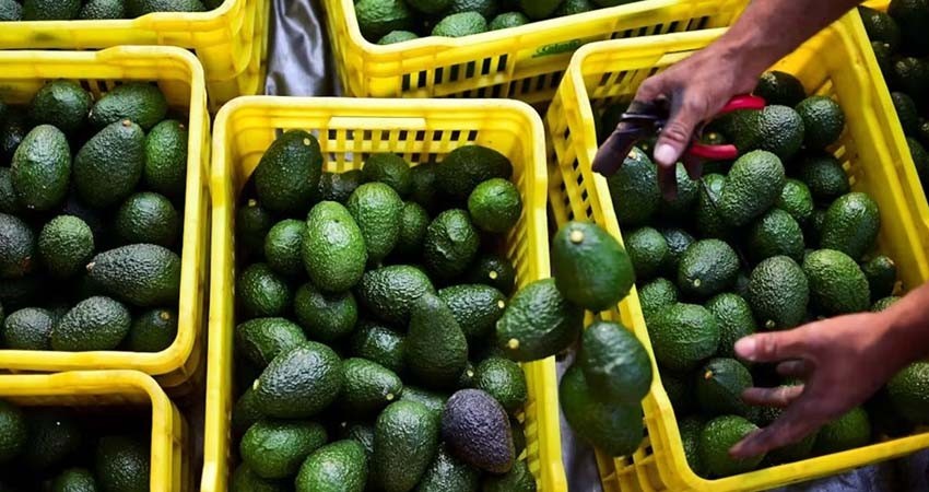 Aguacates y otros productos frescos subirían en EU por arancel a México: expertos