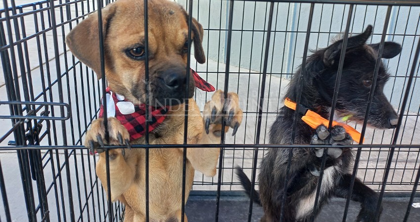 Invita CEMAC La Paz a no comprar, si no adoptar una mascota