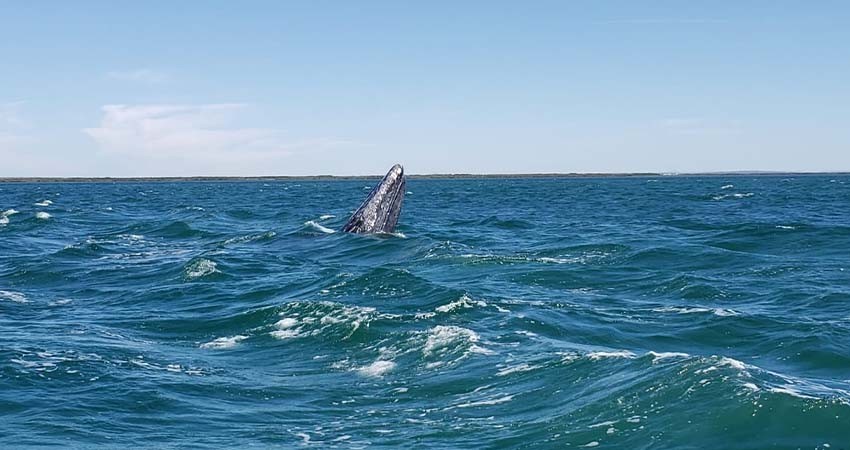 Arrancan los preparativos para el Festival de la Ballena Gris en Puerto Chale