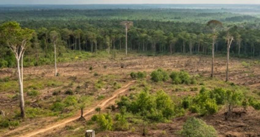 Greenpeace cuestiona al gobierno mexicano sobre los recursos destinados al Tren Maya