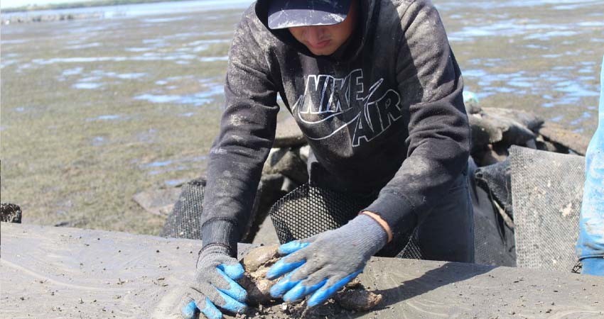 Cuenta BCS con 135 unidades de producción acuícola