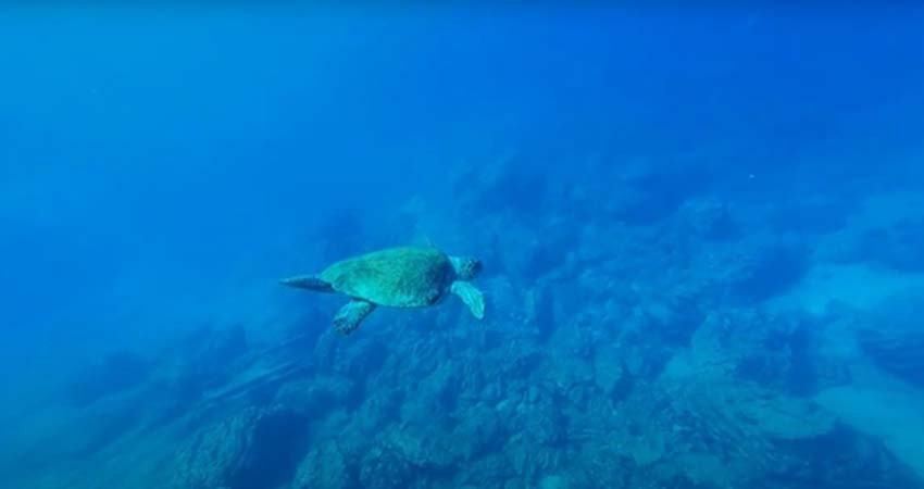 Instalación de transmisores para tortugas marinas anidadoras en el Parque Nacional Revillagigedo