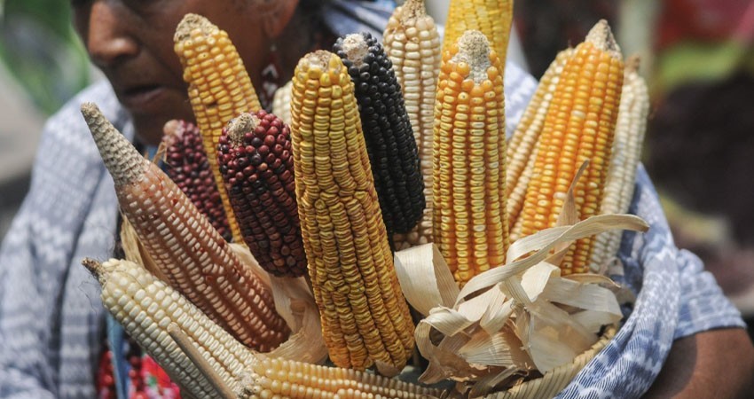 Sheinbaum aboga por proteger el maíz criollo y prohibir el transgénico en México