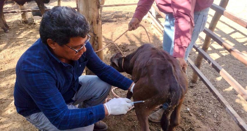 La Paz refuerza la salud ganadera con el programa Promatyz en el 2024