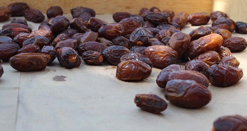 La palma datilera, un legado cultural y económico en Baja California Sur